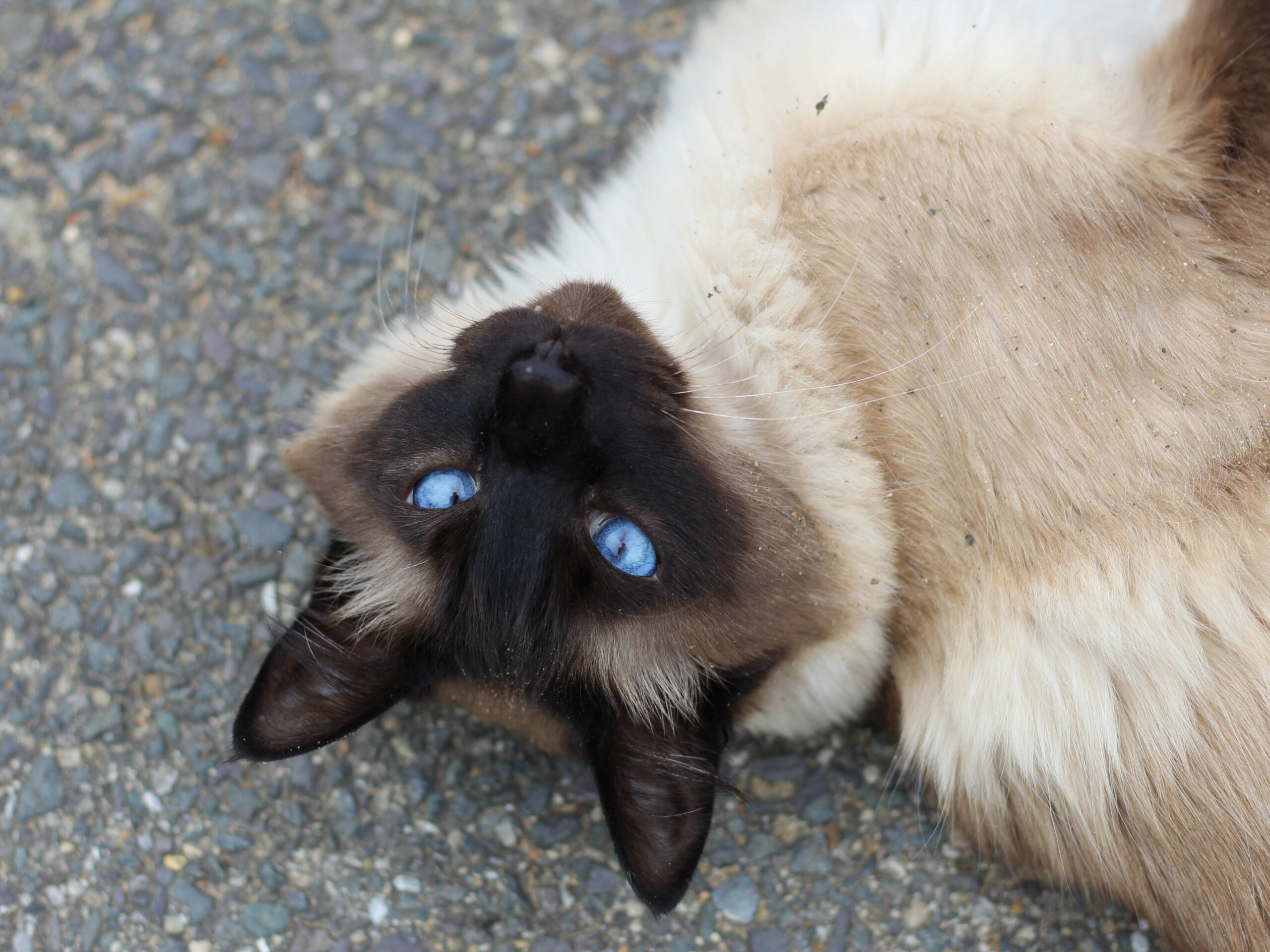 5-things-about-siamese-cats-you-need-to-know-4