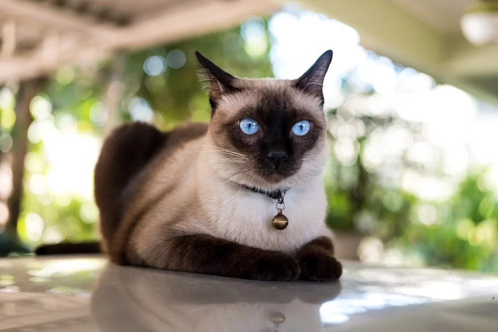 the-siamese-cat-min